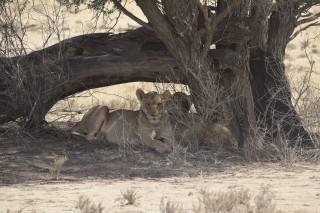 Le groupe de lionnes