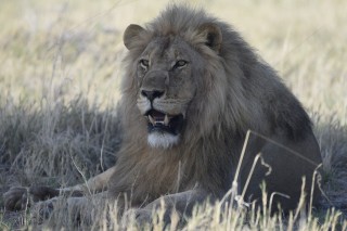 Le lion