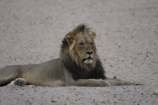 Le lion à crinière noire du Kgalagadi (1/3)