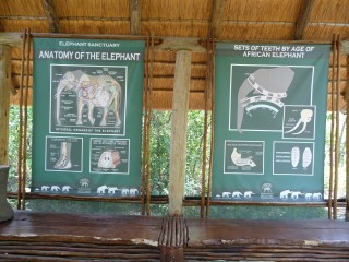 Le sanctuaire de éléphants de Hazyview