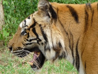 Le vieux tigre