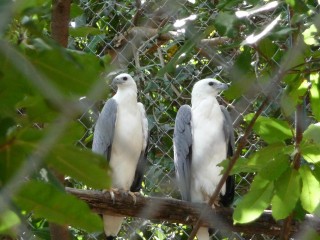 Les aigles