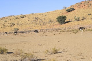 Les autruches du Kgalagadi
