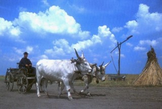 Les boeufs gris de Hongrie (1/2)