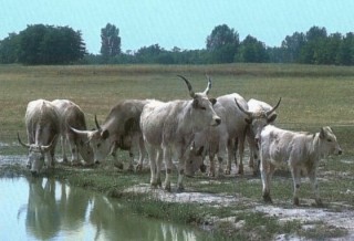 Les boeufs gris de Hongrie (2/2)