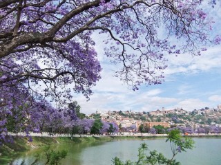 Les bougainvilliers d'Antananarivo