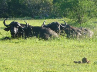 Les buffles