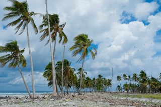 Les cocotiers de Clipperton