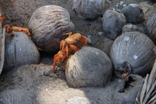 Les crabes oranges, présent partout sur l'atoll