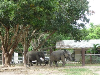 Les éléphants