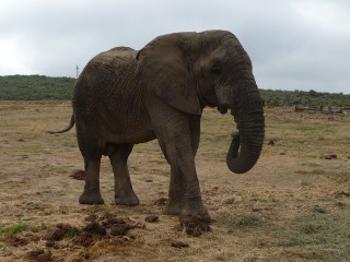 Les éléphants (2/4)