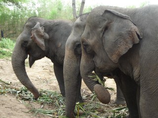 Les éléphants