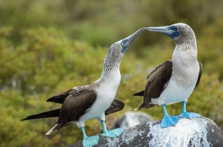 Les fous à pattes bleues