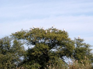 Les hérons