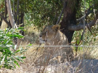 Les lions recueillis et protégés par le parc...