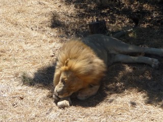Les lions recueillis et protégés par le parc...