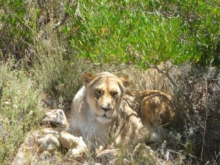 Les lions, second enclos (4/7)