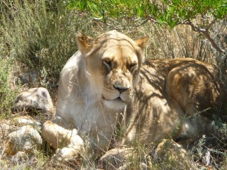 Les lions, second enclos (5/7)