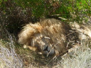 Les lions, second enclos (6/7)