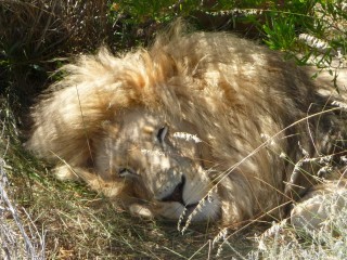 Les lions, second enclos (7/7)