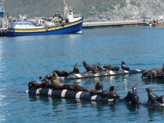 Les otaries du port de Hout Bay