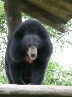 Les ours Les ours
