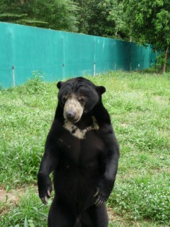 Les ours