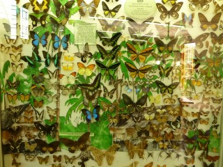 Les papillons des forêts tropicales d'Asie du...