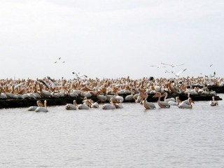 Les pélicans
