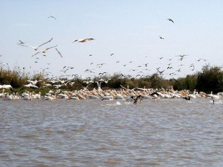 Les pélicans