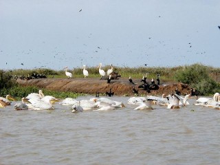 Les pélicans