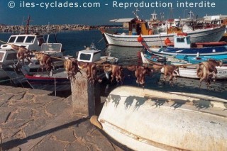 Les poulpes sèchent au soleil