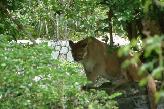 Les pumas (1/7) Les pumas (1/7)