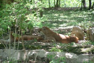 Les pumas (2/7) Les pumas (2/7)