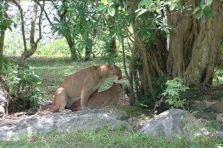 Les pumas (4/7)