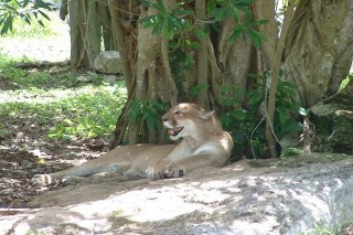 Les pumas (7/7)