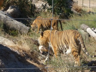 Les tigres recueillis et protégés par le parc...