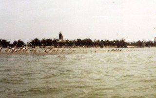 L'ile aux oiseaux