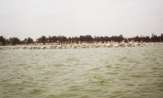 L'ile aux oiseaux