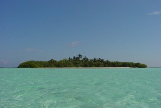 L'île aux oiseaux