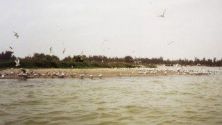 L'ile aux oiseaux