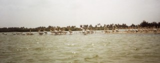L'ile aux oiseaux