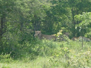 Lionnes au repos