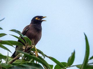 Mainate à collier