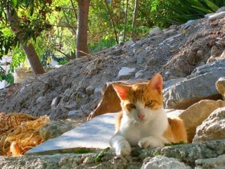 Naxos