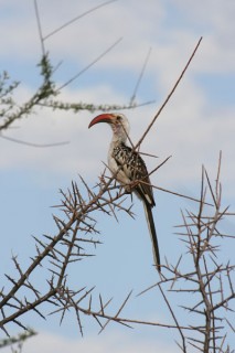 OISEAU