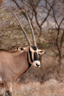 ORYX