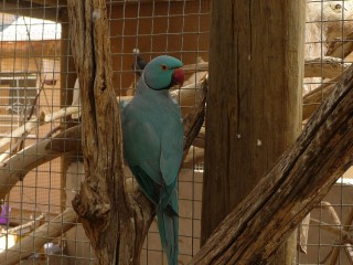 Oiseau bleu gris au bec rouge