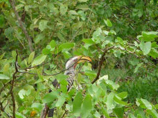 Oiseau du Kruger : un Calao leucomèle