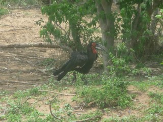 Oiseaux du Kruger: Bucorve du Sud